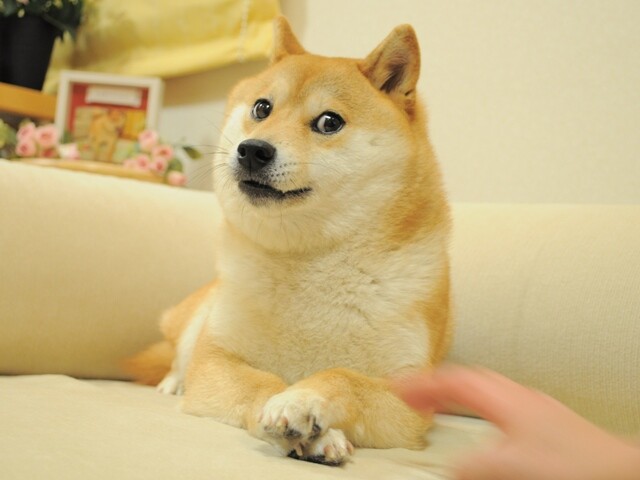 柴犬、かぼすちゃんの画像